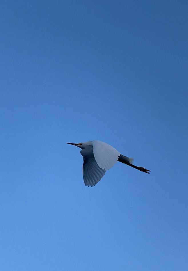 Garça voando no céu azul